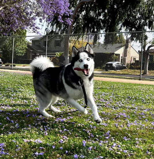 niko
