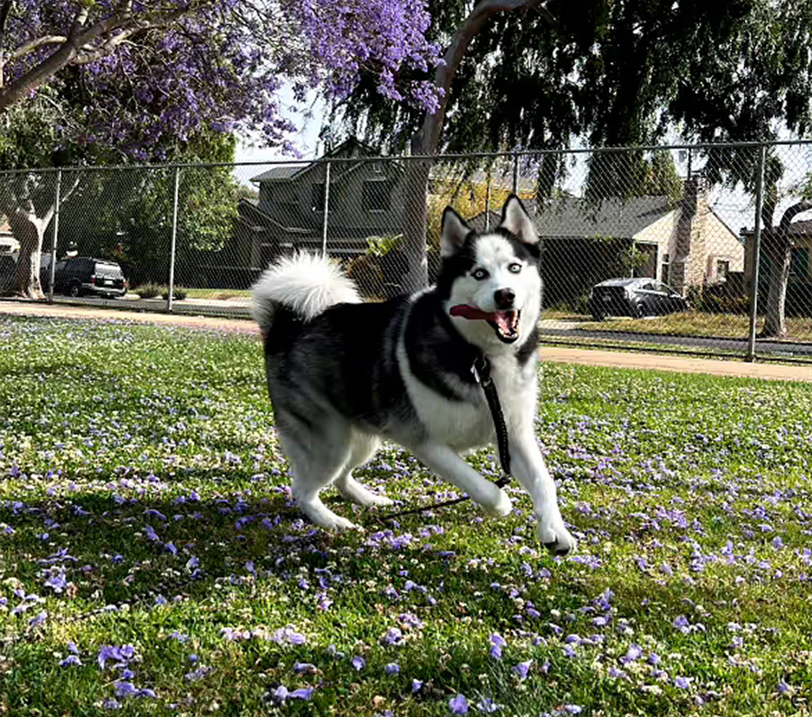 niko