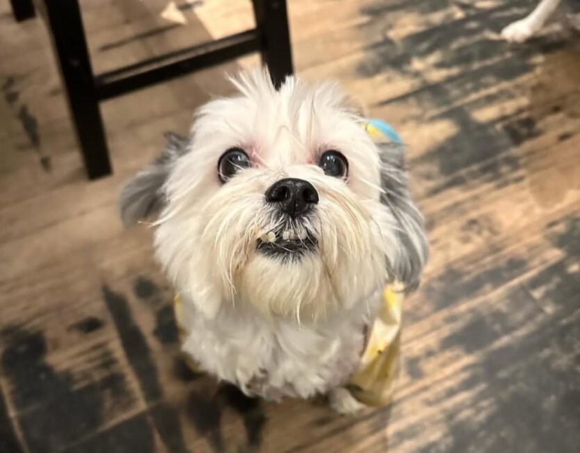wooftown 2